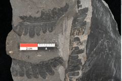 Foto (Detailansicht) von Equisetum arenaceum Jaeg. (NHMW-GEO-2024-0188-10531)